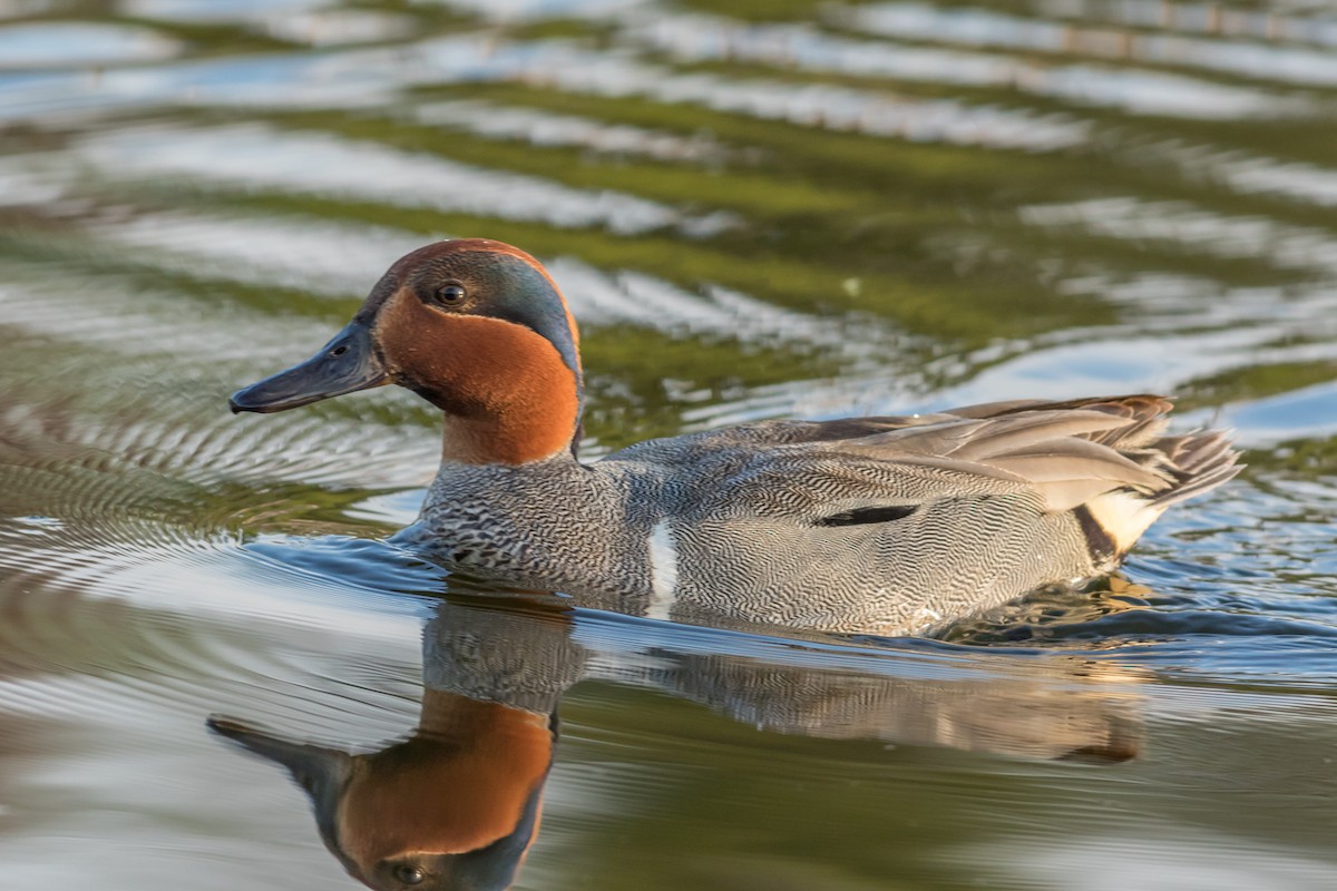 Green-winged Teal - Kyle Blaney