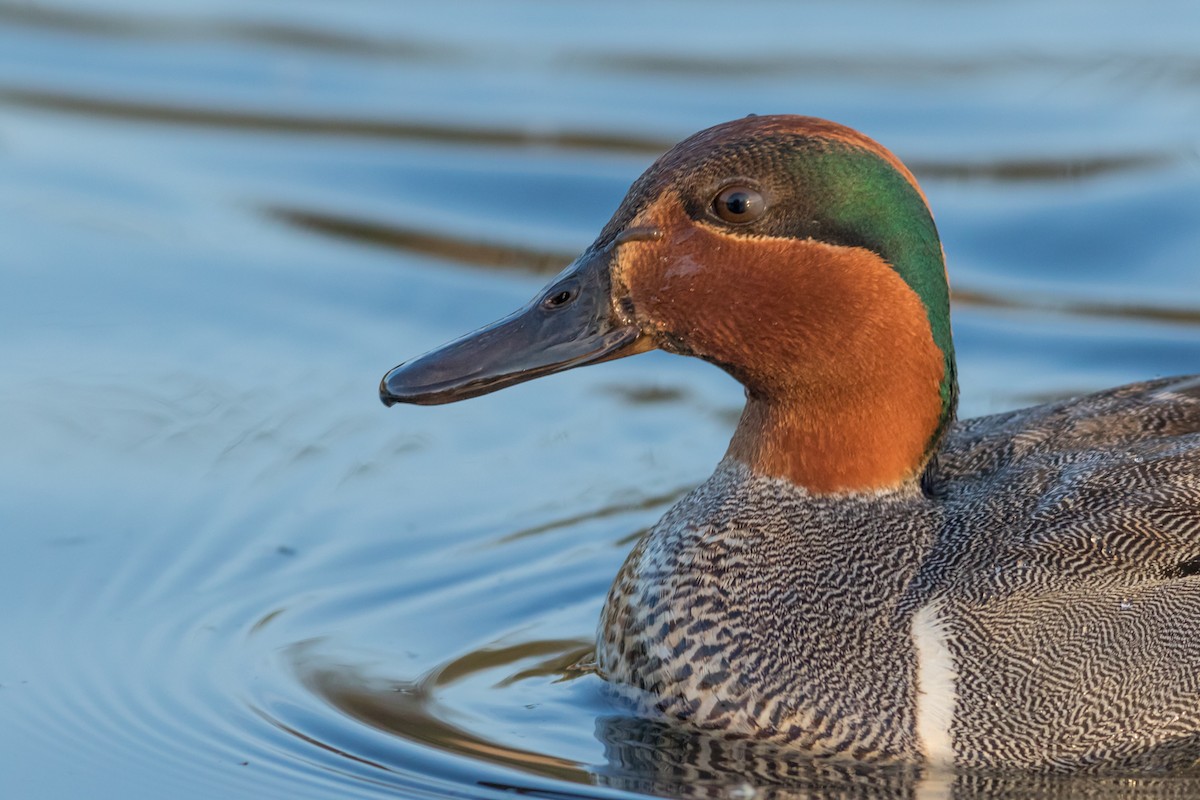 Green-winged Teal - ML82604161