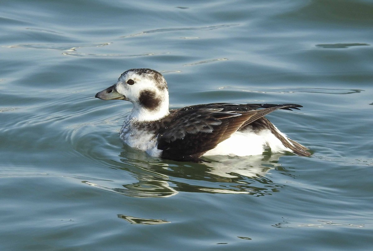 Long-tailed Duck - ML82608951