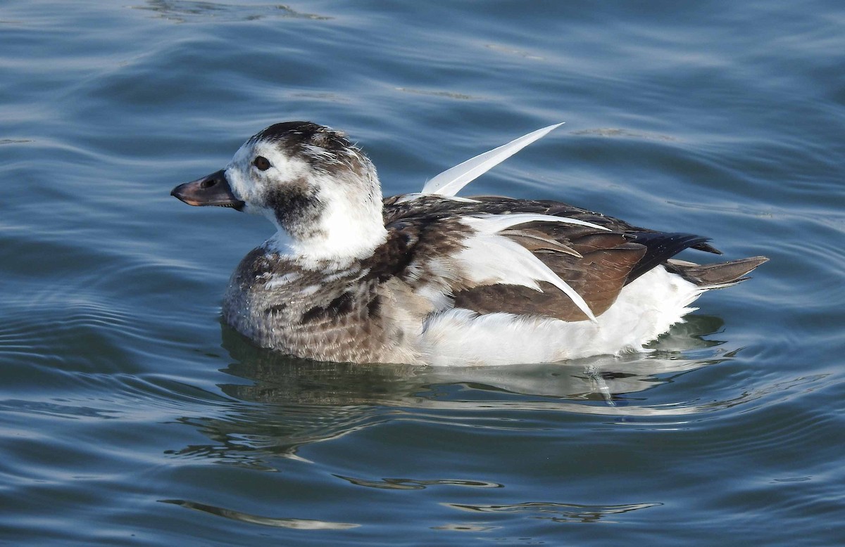 Long-tailed Duck - ML82608961