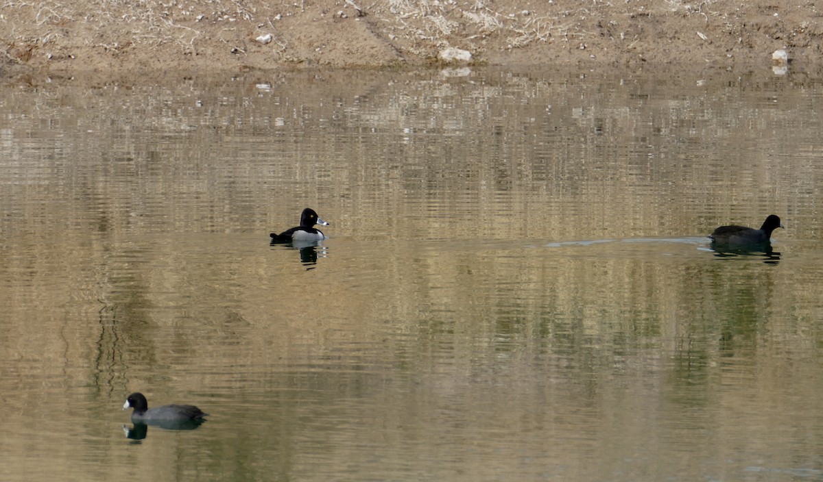 American Coot (Red-shielded) - ML82611091