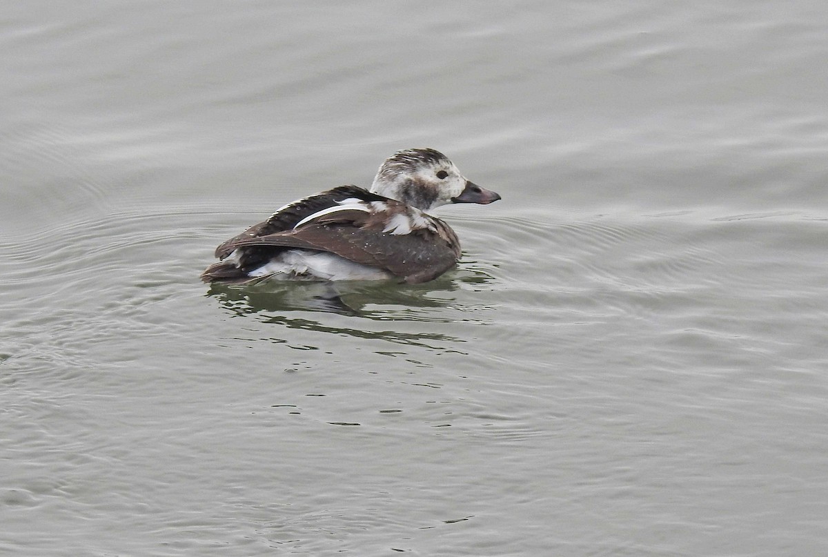 Long-tailed Duck - Jean Iron