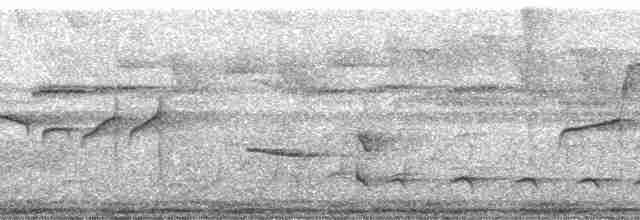 holub bledoprsý - ML82612