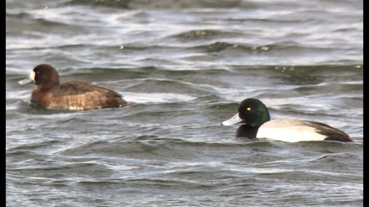 Greater Scaup - ML82612441