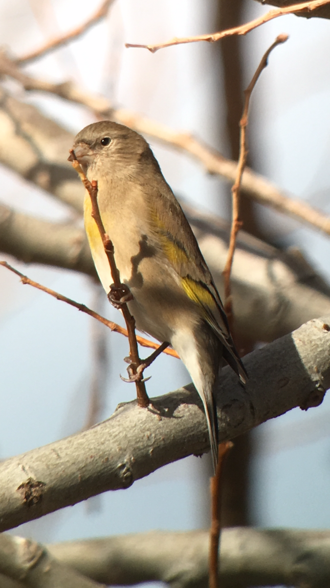 Lawrence's Goldfinch - ML82612561