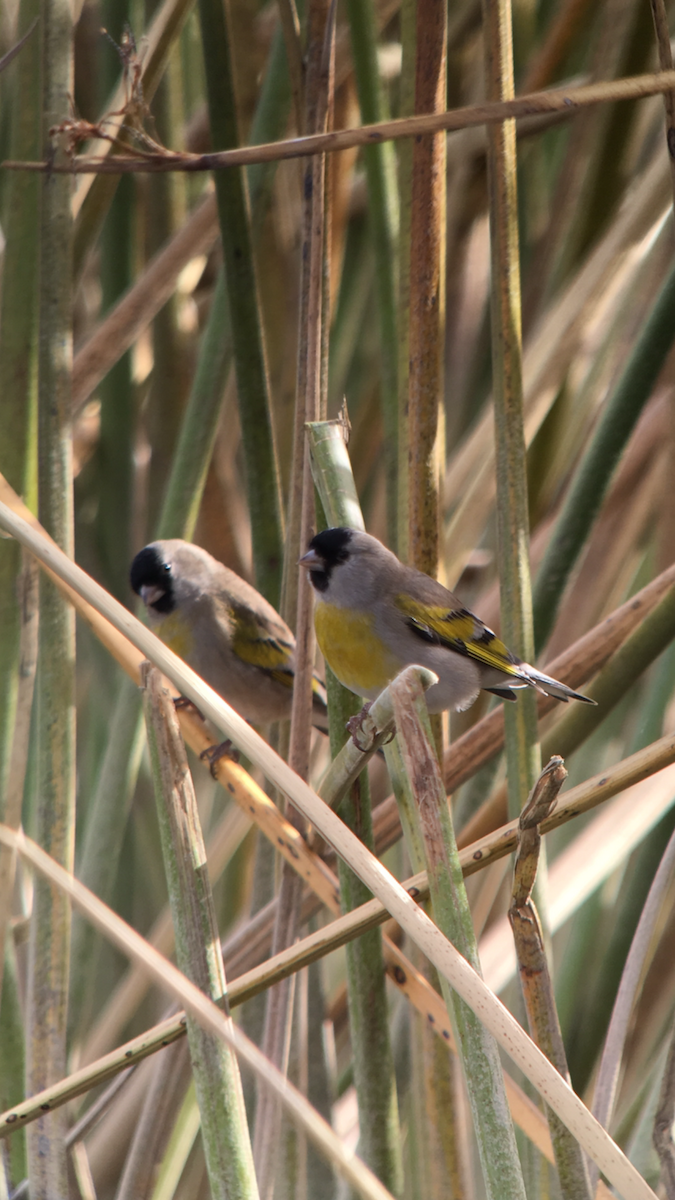 Lawrence's Goldfinch - ML82612581