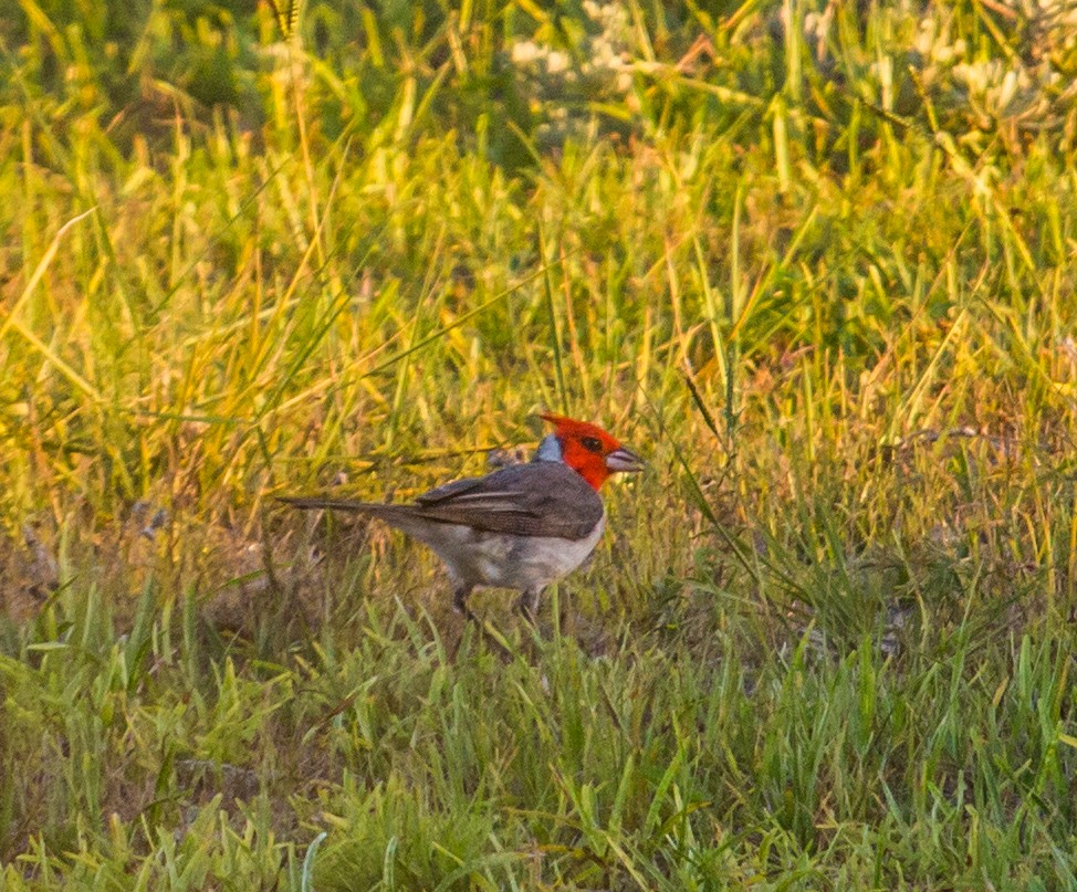 Red-crested Cardinal - ML82612961