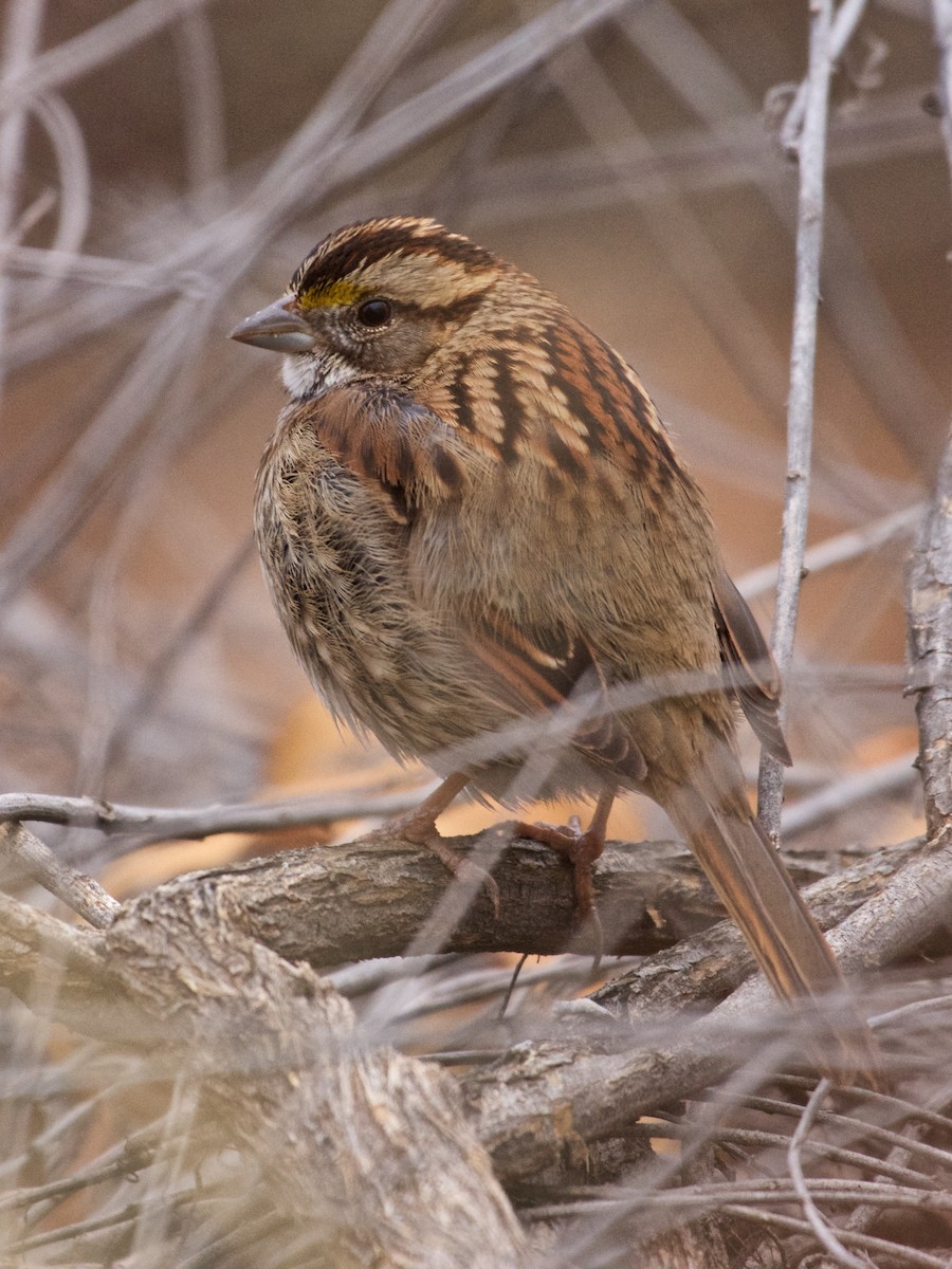 White-throated Sparrow - Mike Schijf