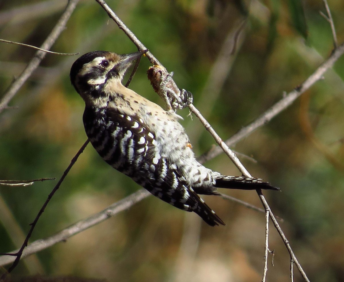 Ladder-backed Woodpecker - Cathy Beck