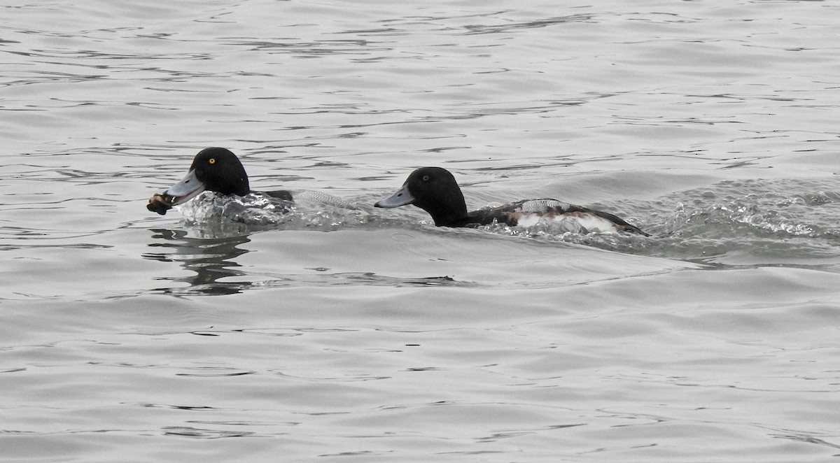 Greater Scaup - ML82616391