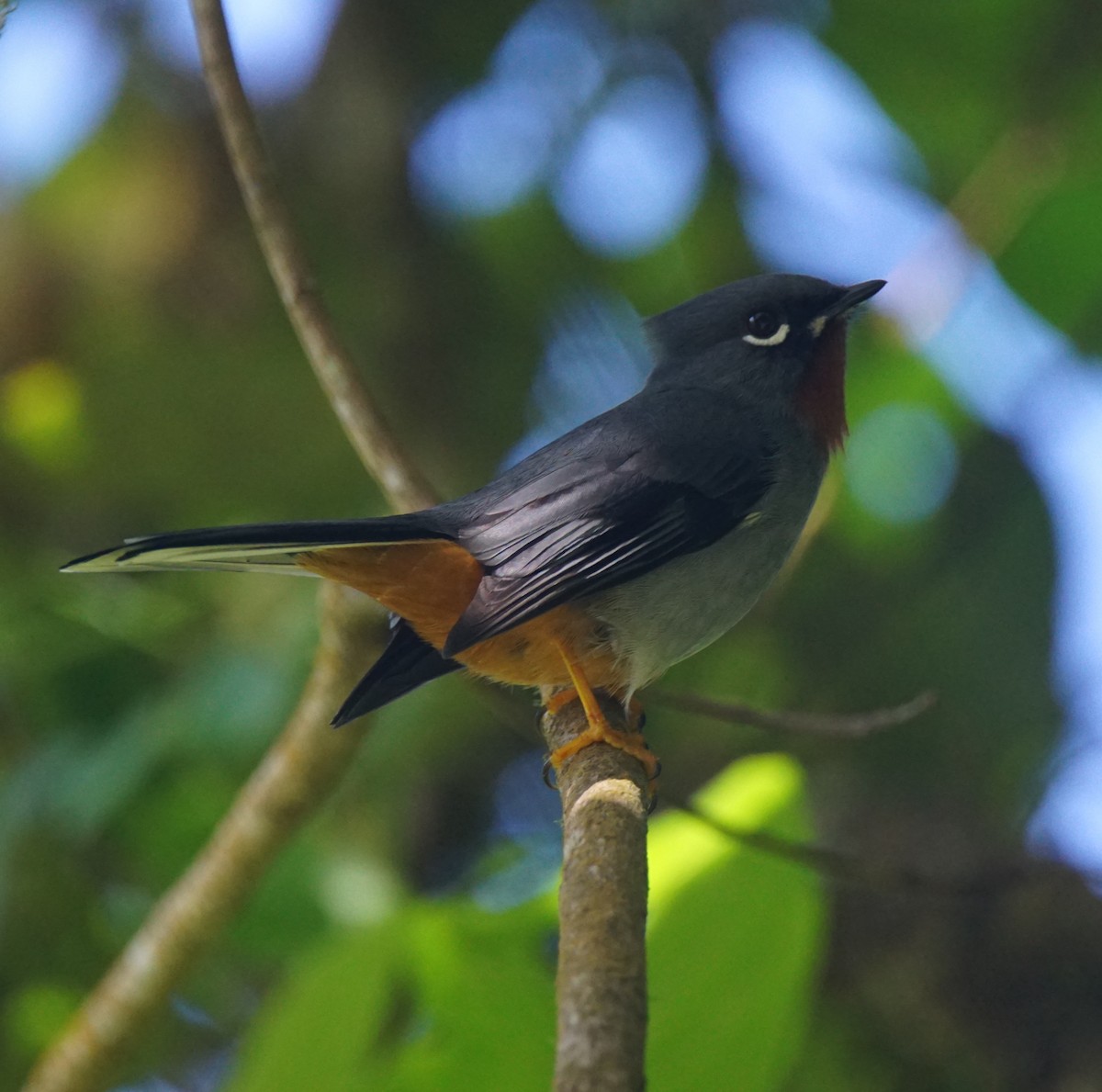 Rufous-throated Solitaire - Nevine Jacob