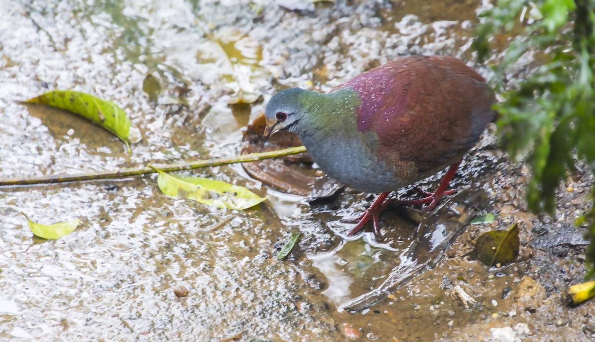 Buff-fronted Quail-Dove - ML82617331