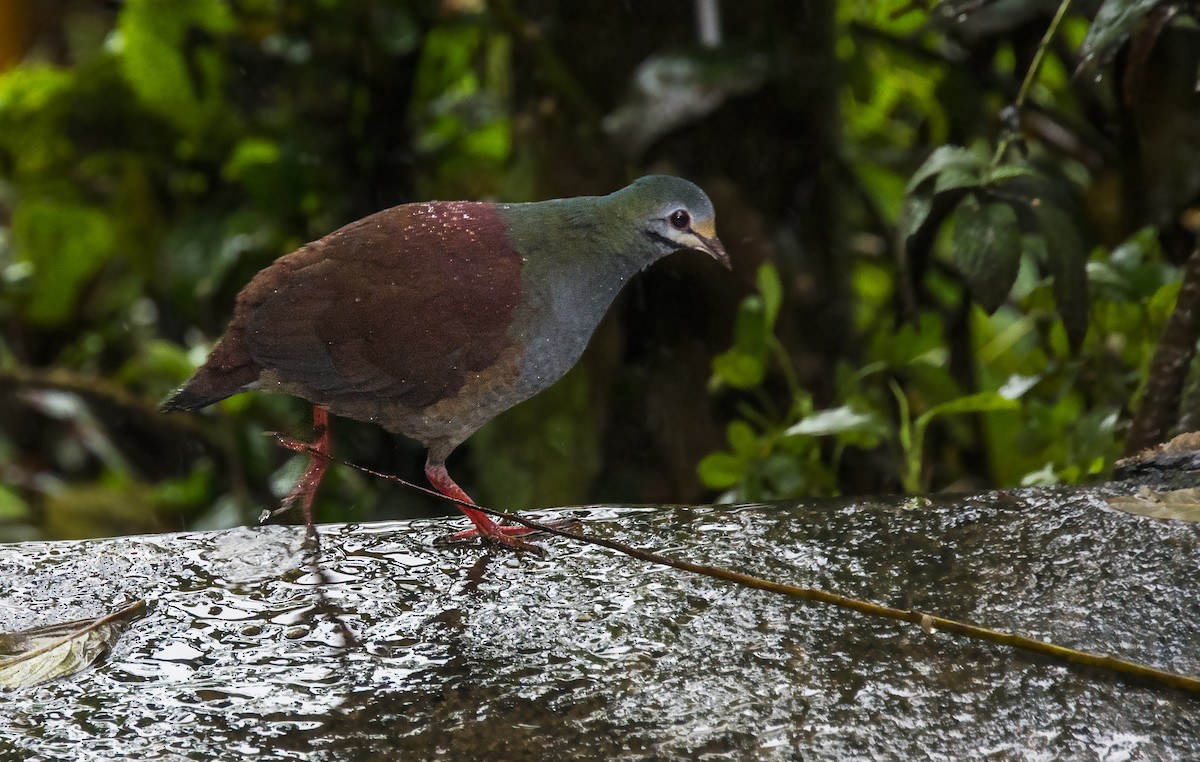 Buff-fronted Quail-Dove - ML82618471