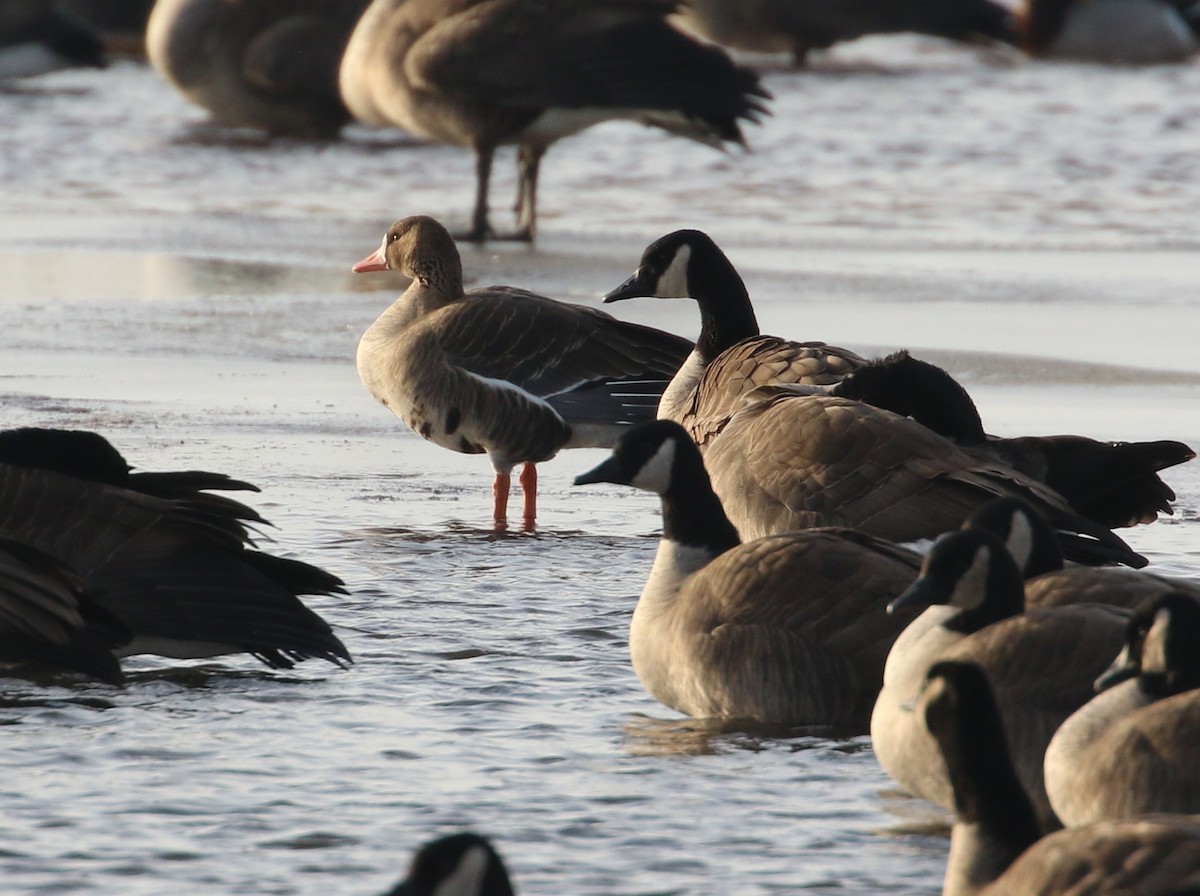 Greater White-fronted Goose - ML82619641