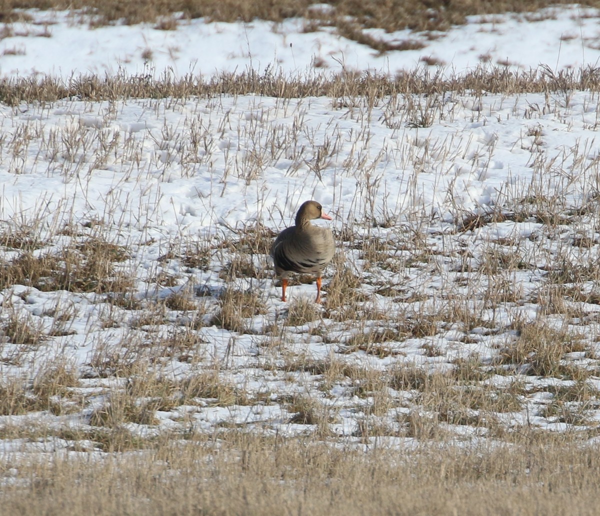 Greater White-fronted Goose - ML82619651