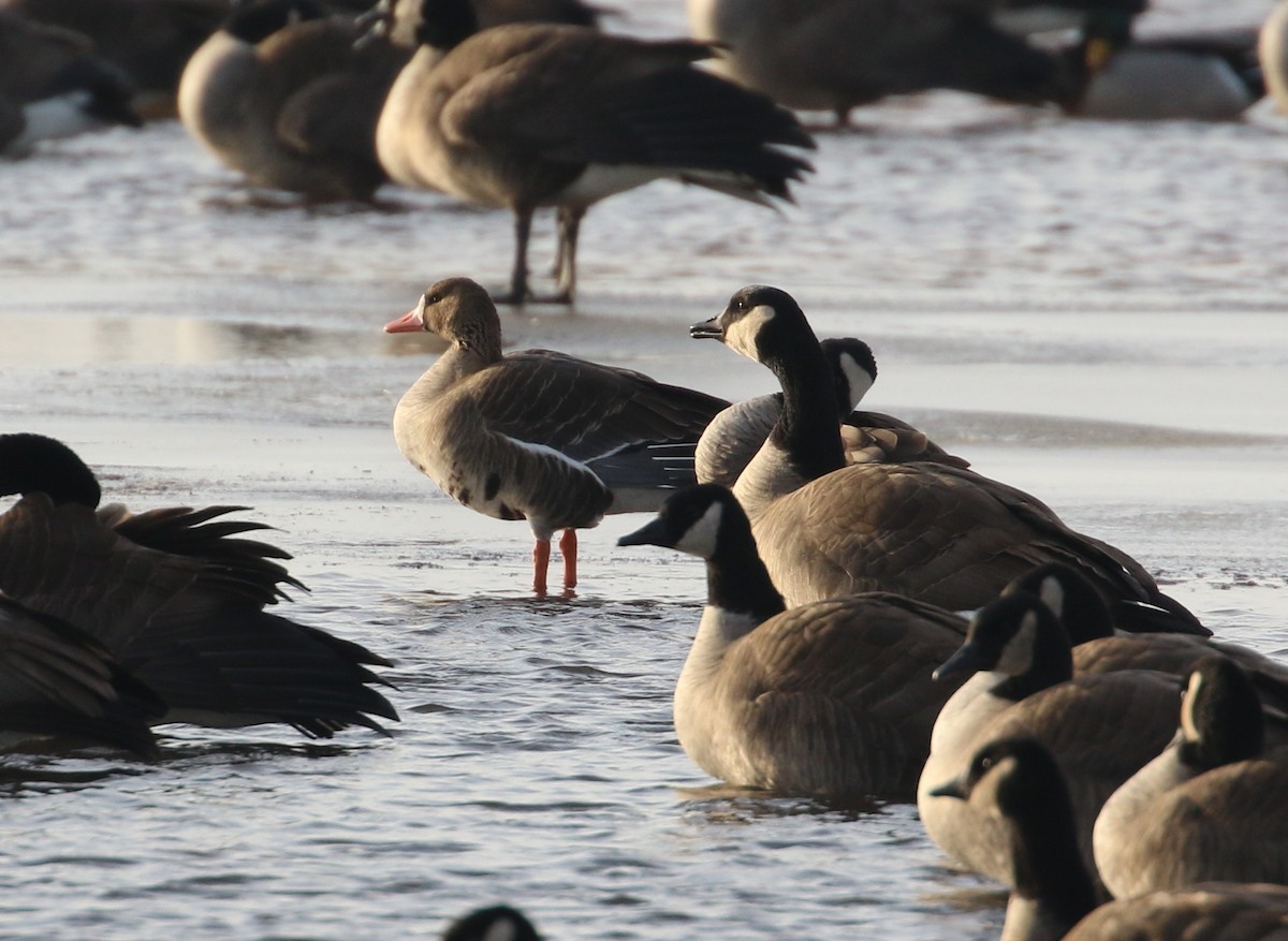 Greater White-fronted Goose - ML82619851