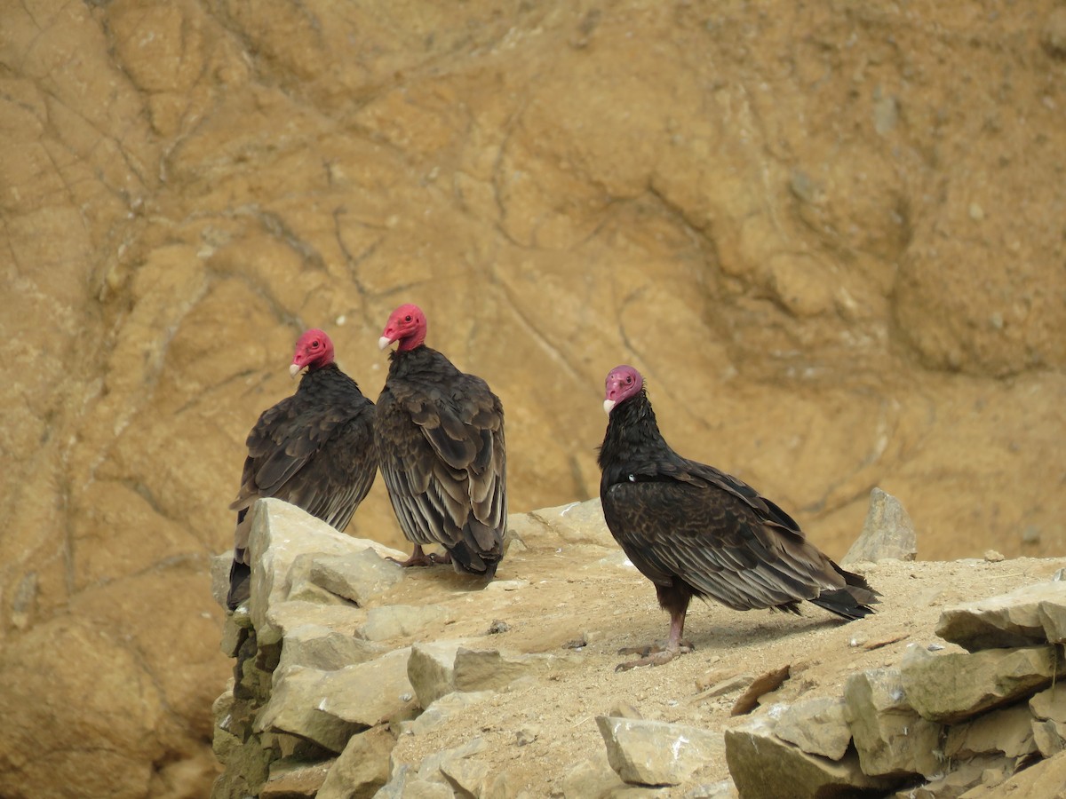 Turkey Vulture - Miguel Alvan