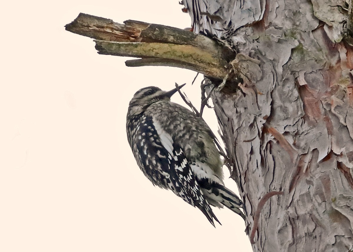Yellow-bellied Sapsucker - Sparrow Claw