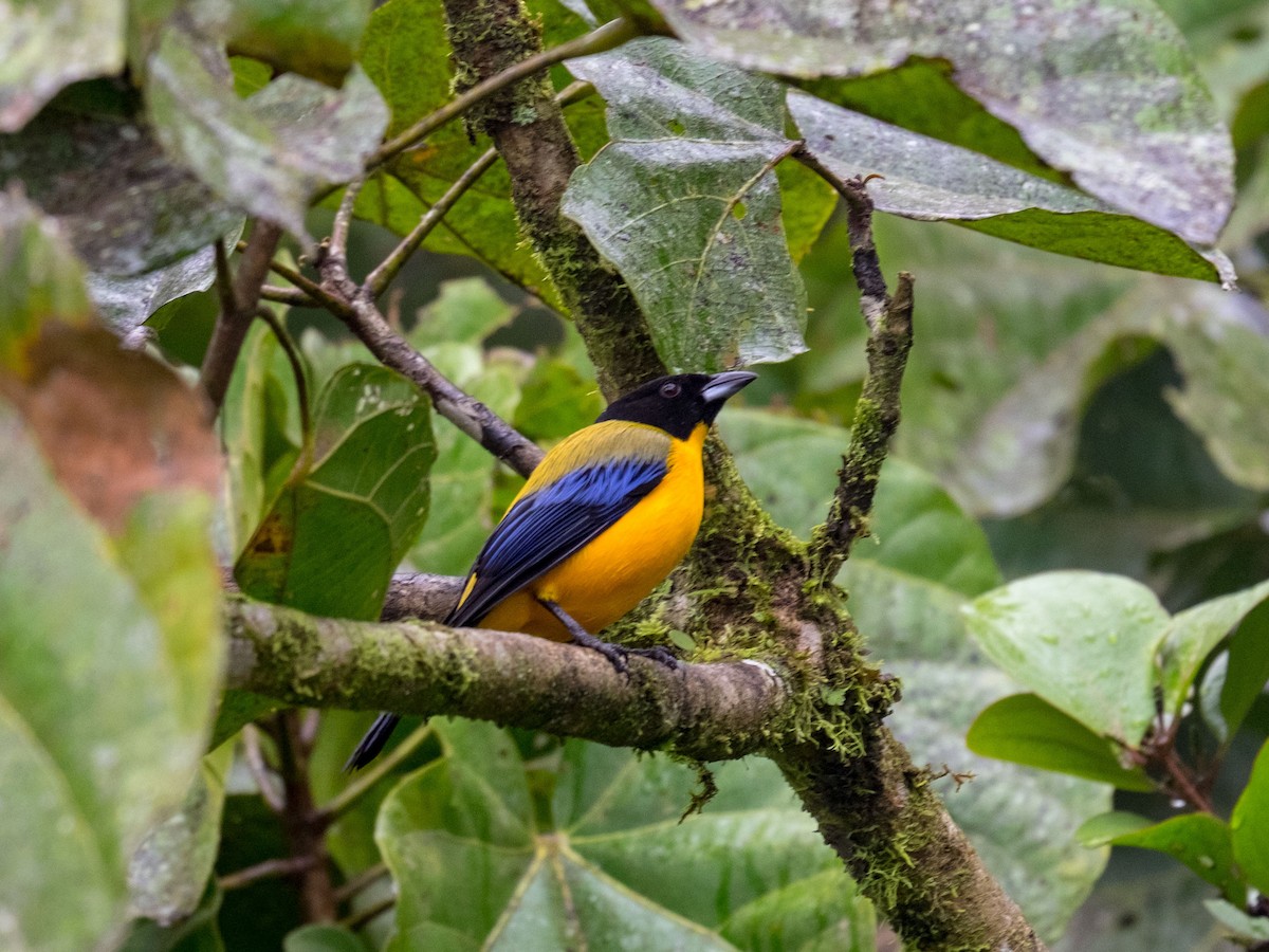 Black-chinned Mountain Tanager - Bob Hasenick