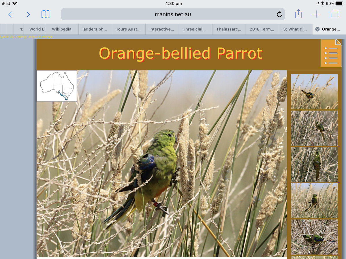 Orange-bellied Parrot - jannette and peter manins