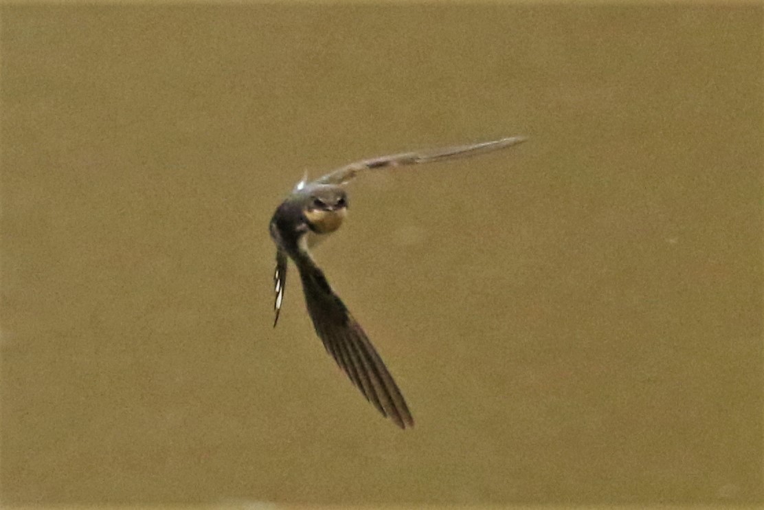 Barn Swallow - ML82625911