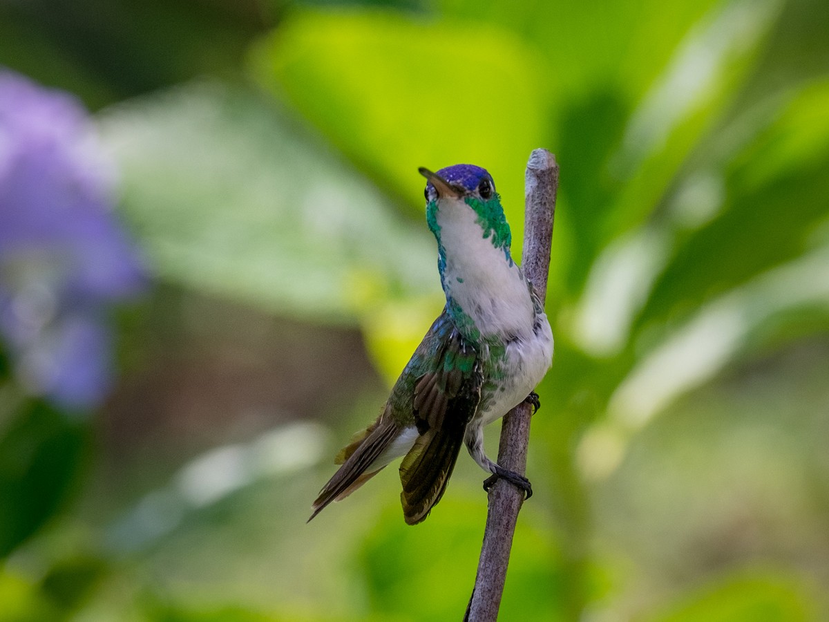 kolibřík andský - ML82626351