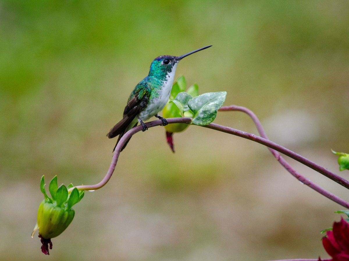 kolibřík andský - ML82626361