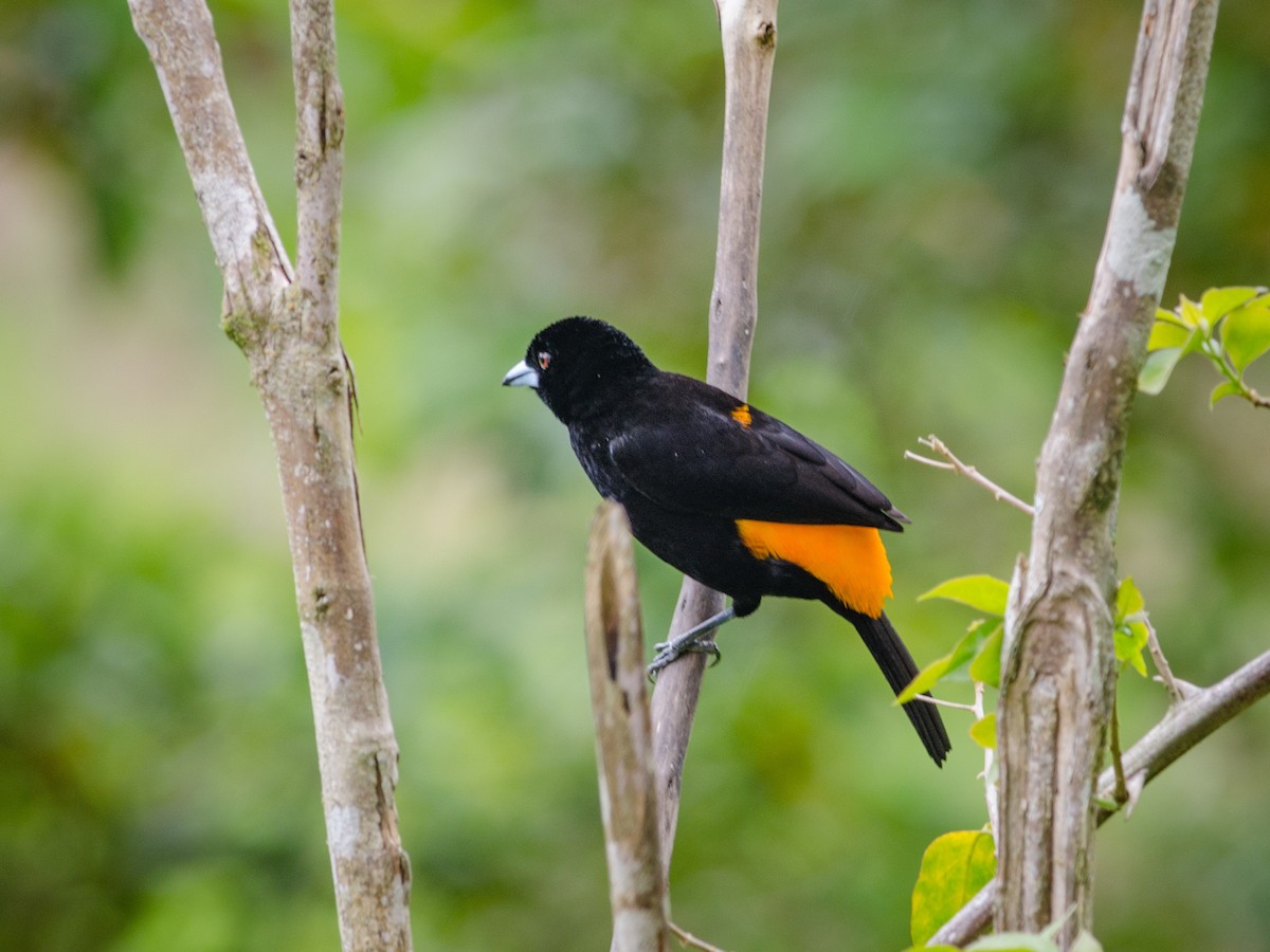 Flame-rumped Tanager - ML82627681