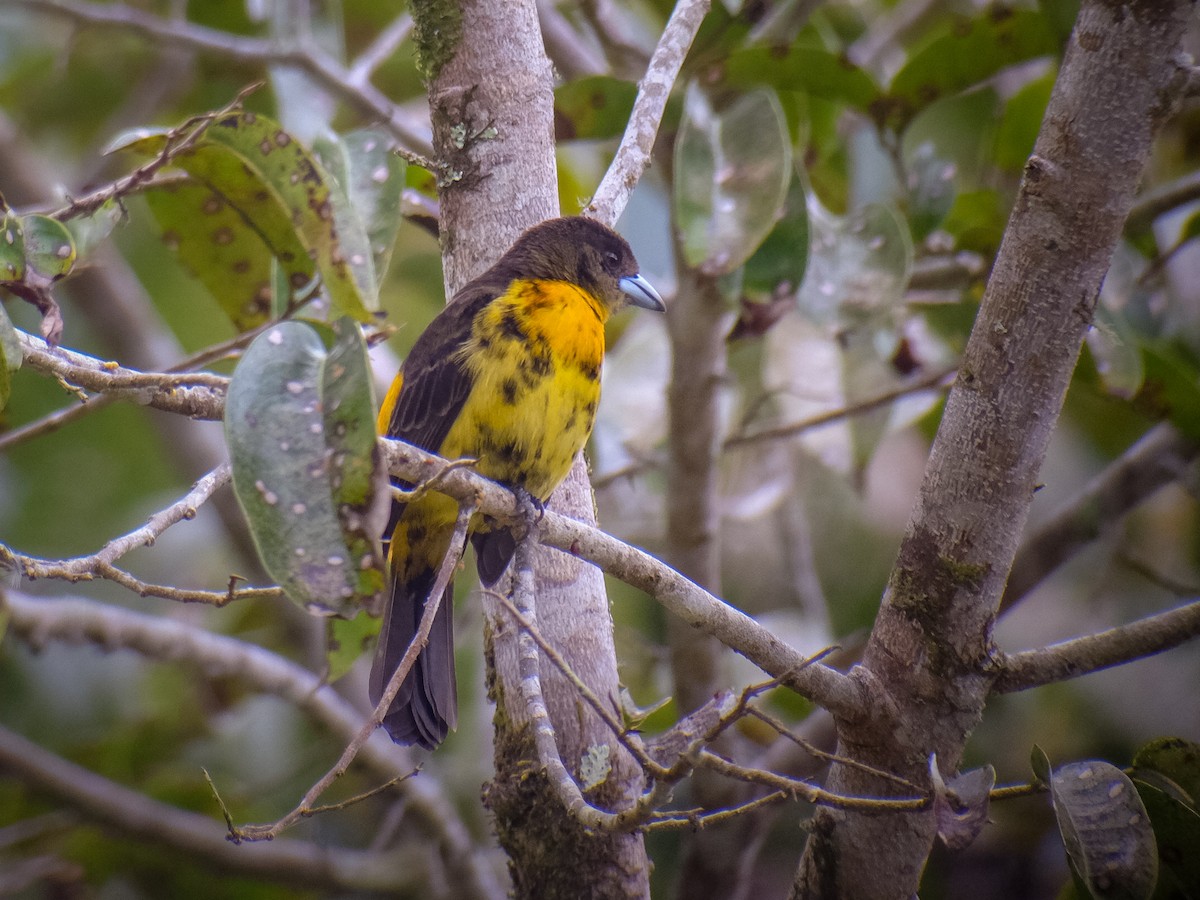 Flame-rumped Tanager - Bob Hasenick