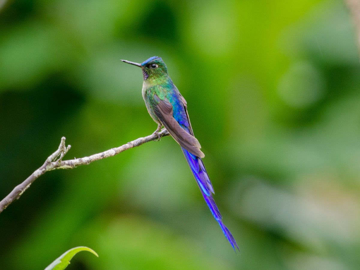 Violet-tailed Sylph - ML82627741