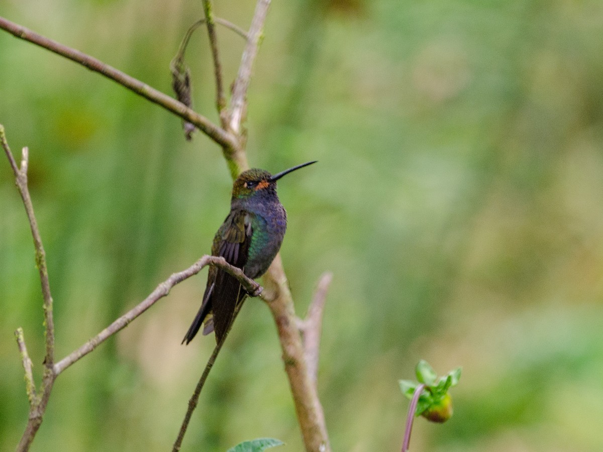 kolibřík irisový - ML82628051