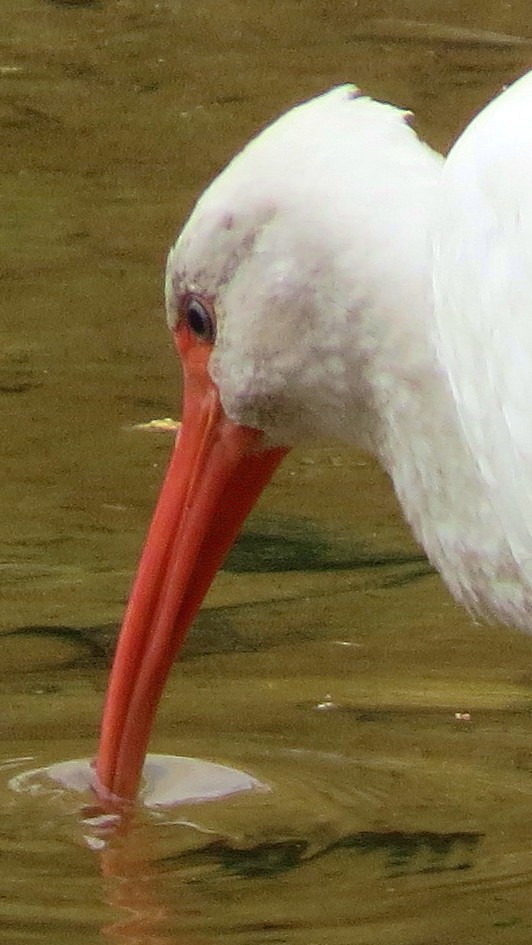 White Ibis - Patrick O'Driscoll
