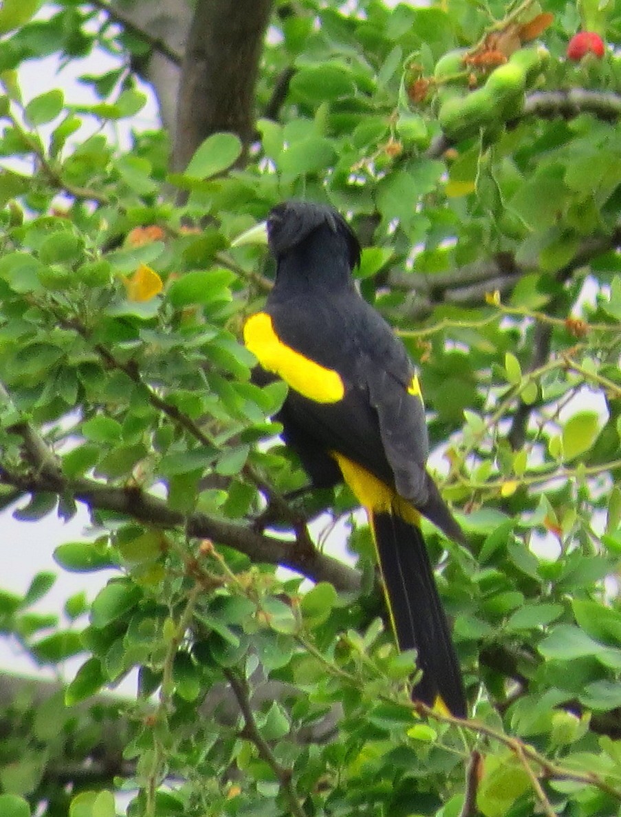 Yellow-winged Cacique - Patrick O'Driscoll