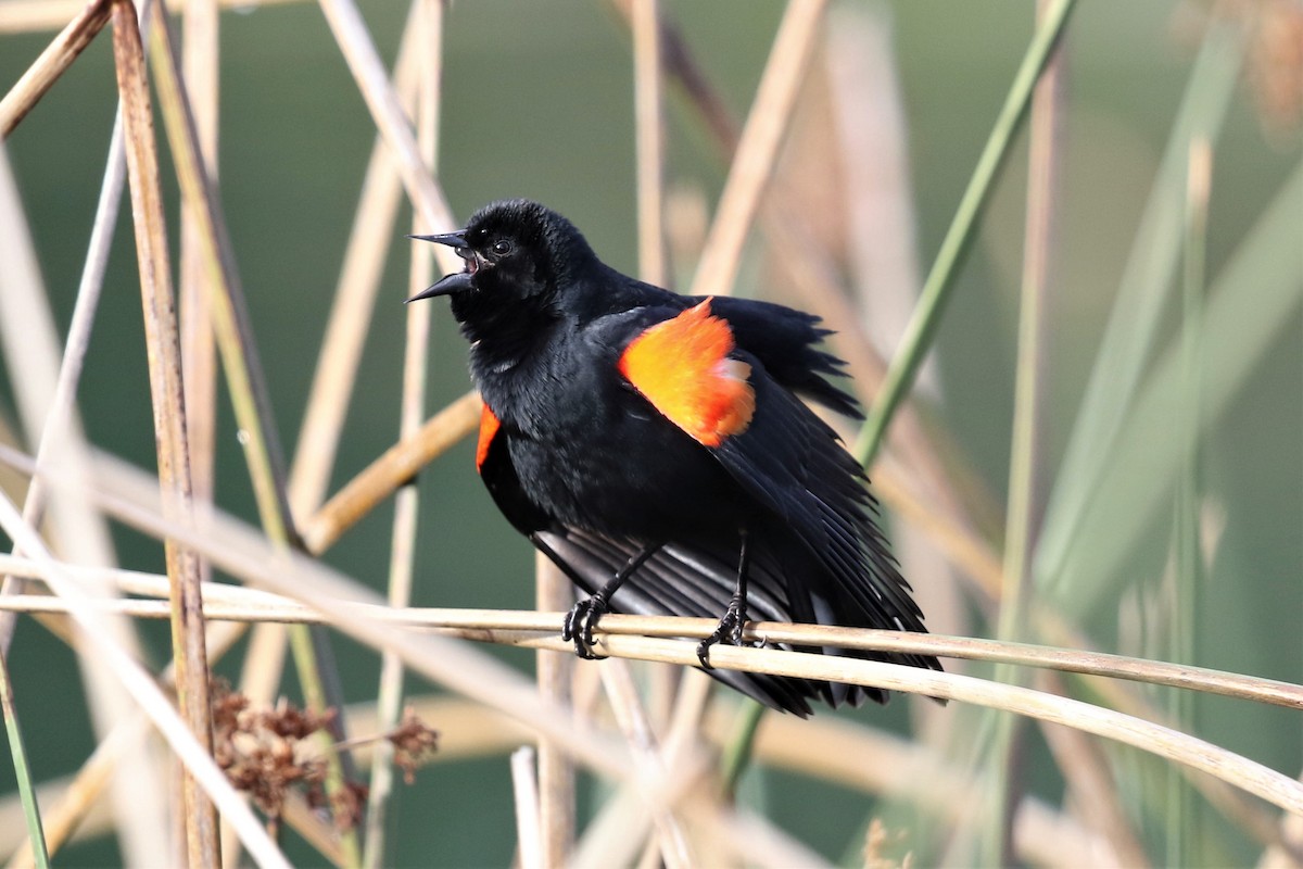 Red-winged Blackbird - Bob Friedrichs