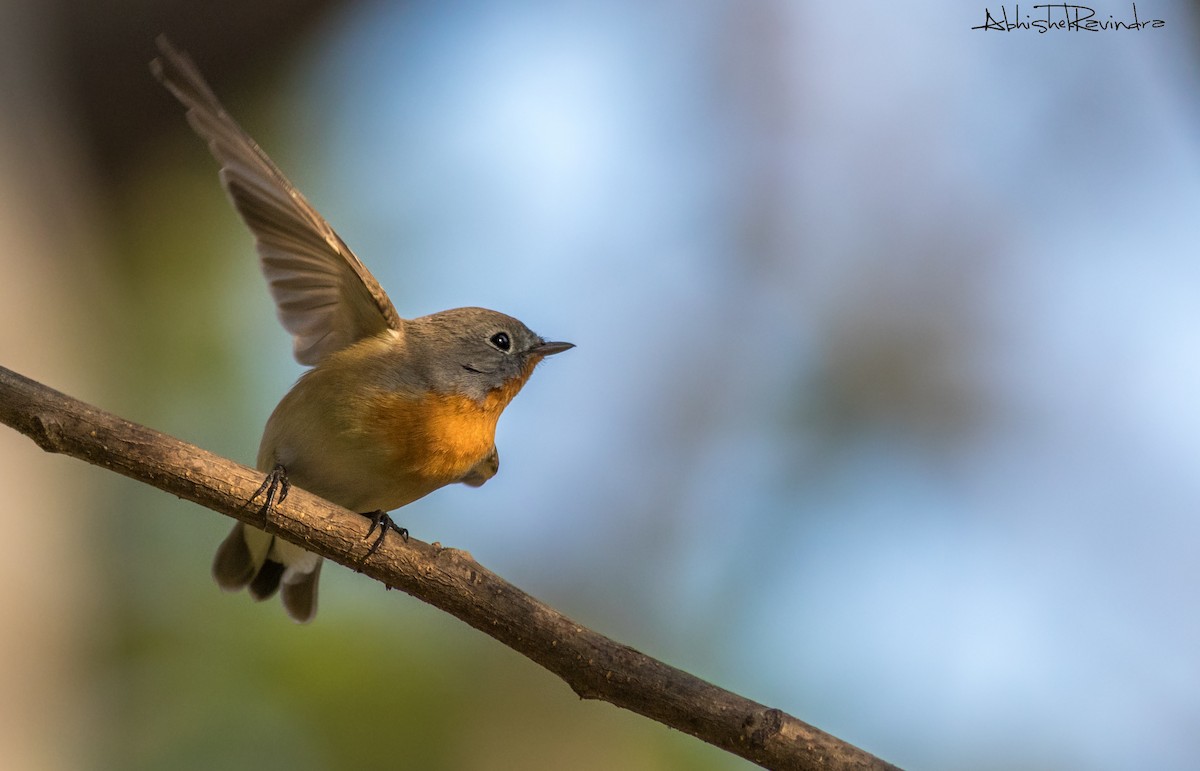 Red-breasted Flycatcher - ML82630891