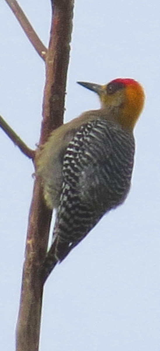Golden-cheeked Woodpecker - ML82631001