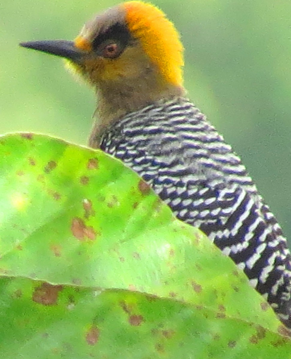 Golden-cheeked Woodpecker - ML82631021