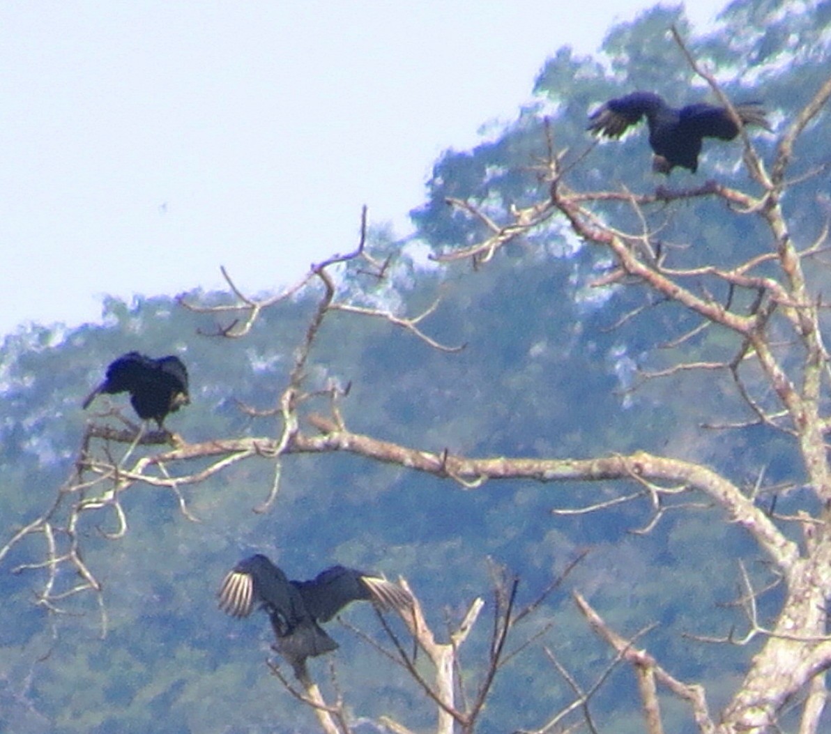 Black Vulture - ML82631061