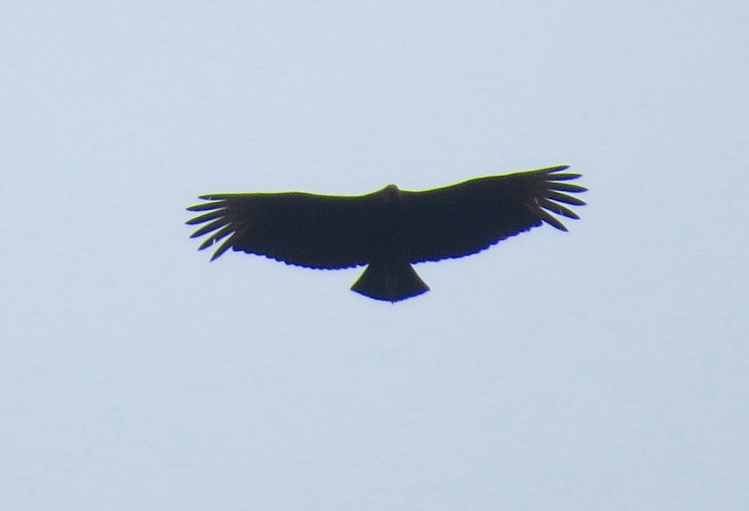 Black Vulture - ML82631091