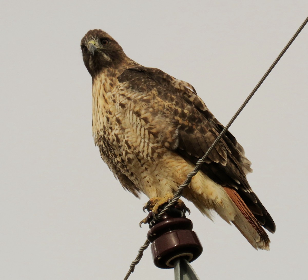 Red-tailed Hawk - Petra Clayton