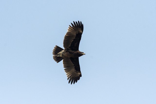 Greater Spotted Eagle - ML82634161
