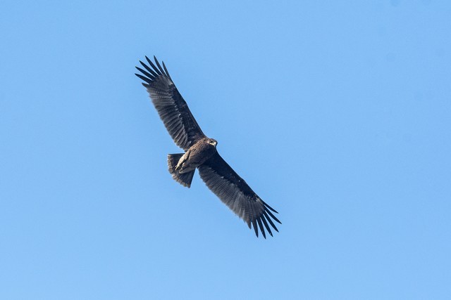 Greater Spotted Eagle - ML82634171