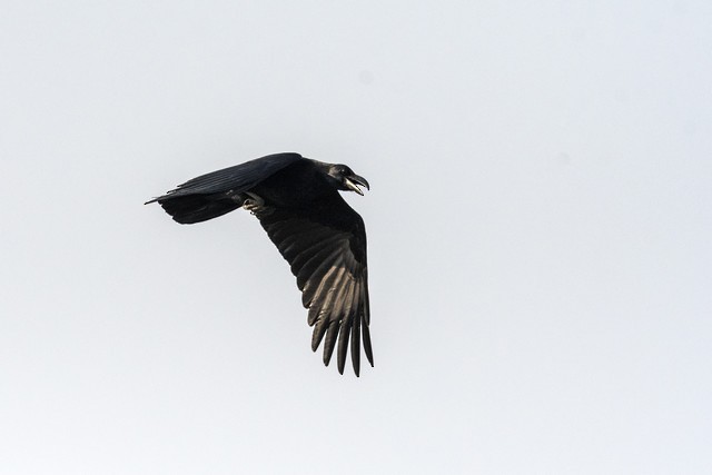 Large-billed Crow - ML82634331