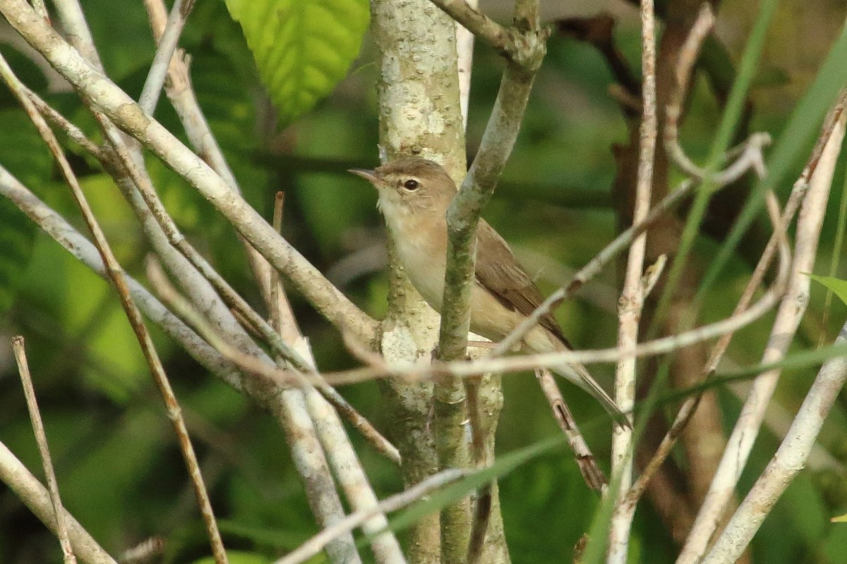 Booted Warbler - ML82635491