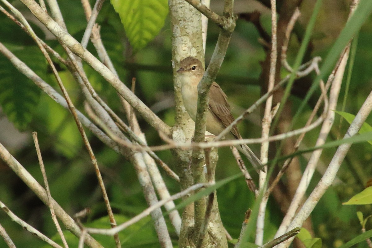 Booted Warbler - ML82635521
