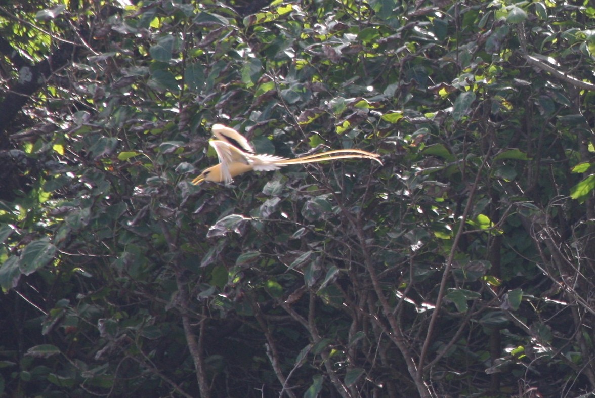 White-tailed Tropicbird - ML82636341
