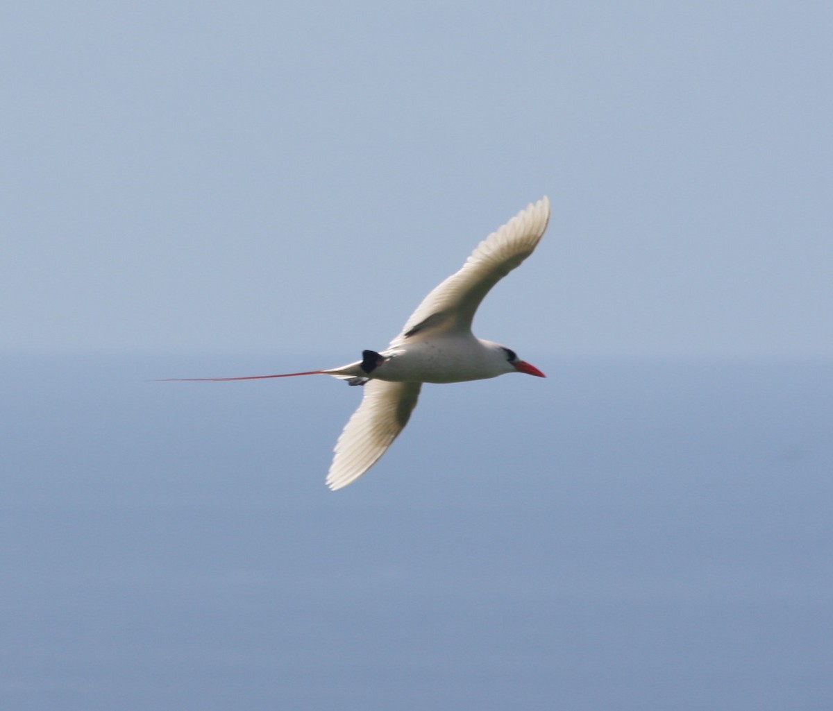 Red-tailed Tropicbird - Ian Davies