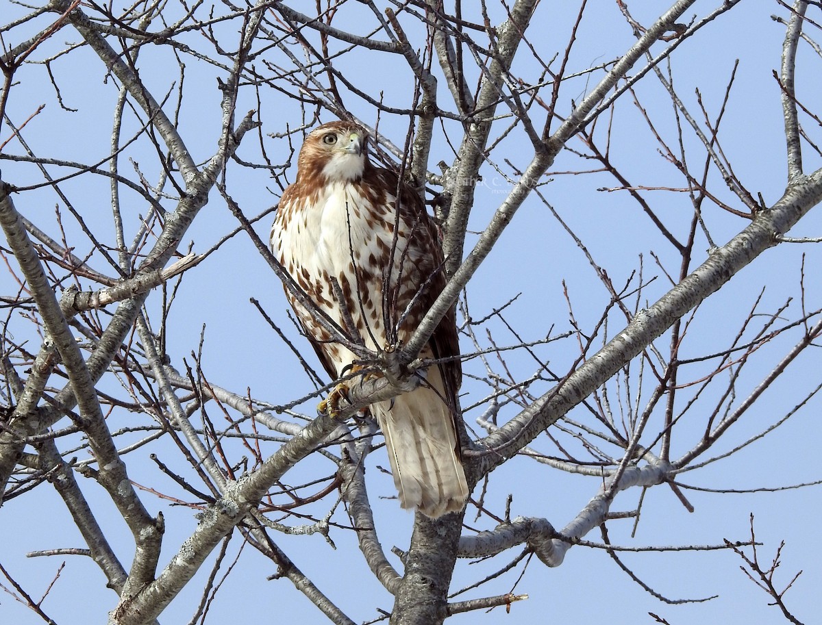 Red-tailed Hawk - Heather Burns