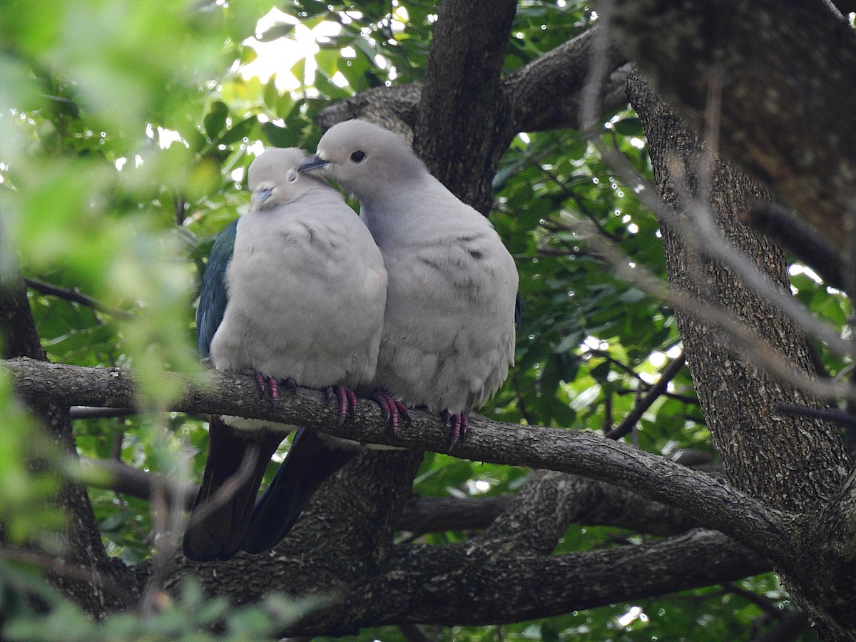 Green Imperial-Pigeon - ML82637831