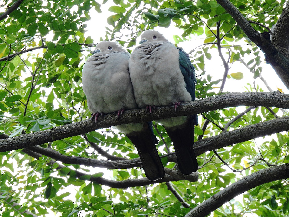 Green Imperial-Pigeon - ML82637841